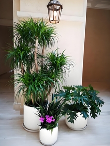 走进宁波奉化花木租赁，邂逅心仪的绿色风景