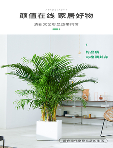 宁波杭州湾植物租摆优质商家大揭秘，哪家更好？